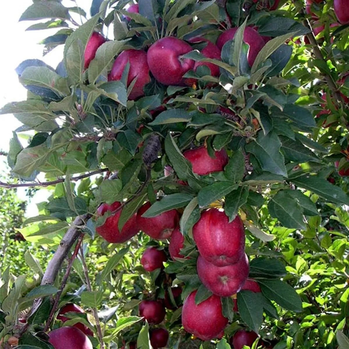 Ред Делишес